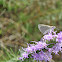 Eufala Skipper