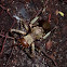 African Armoured cricket