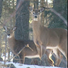 White tailed Deer