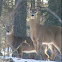 White tailed Deer