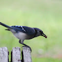 Blue jay
