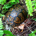Eastern Box Turtle
