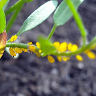 Oleander Aphid