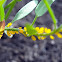 Oleander Aphid
