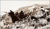 The Republican Army in the Mountains of Navacerrada