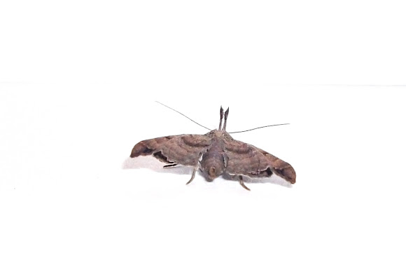 Spotting Image 1