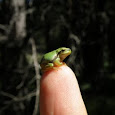 Global Schoolyard Bioblitz!