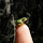Global Schoolyard Bioblitz!