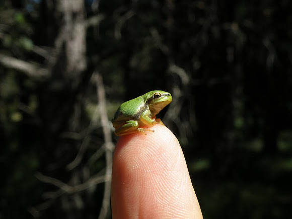 Spotting Image 1