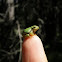 European tree frog