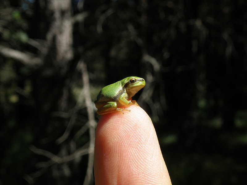 Global Schoolyard Bioblitz!