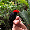 Red capped Manakin/ Saltarín cabecirrojo