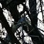 Black-capped chikadee