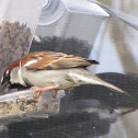 House Sparrow (male)