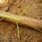 stick insect