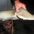 Bonnethead Shark