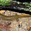 Seal Salamander