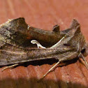 Celery Looper Moth