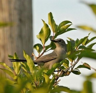 Spotting Image 1