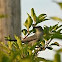 Catbird