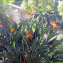 Bird Of Paradise