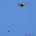Forest Buzzard