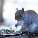 Eastern Grey Squirrel