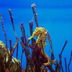 by JenWil   - Animals Sea Creatures
