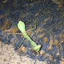 Praying Mantis