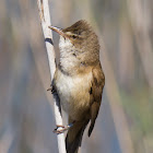 Great Reed Warbler; Carricera Tordal
