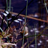 Dragonfly Pond