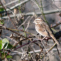 Song sparrow