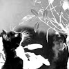 Mesmerized Kitty