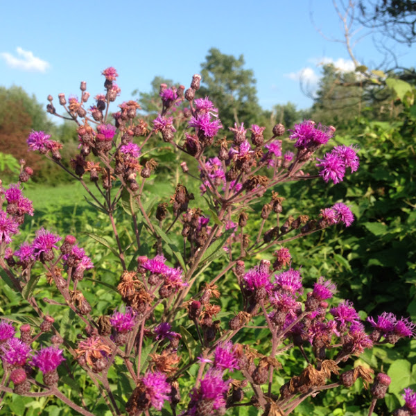 Tall Ironweed Project Noah