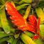 Bromeliad