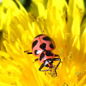 Pink Spotted Ladybeetle