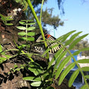 White-rayed Patch