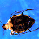 Crawling Water Beetle