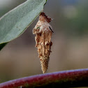 Ribbed Case Moth