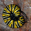 Monarch Butterfly