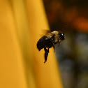 Bumble bee