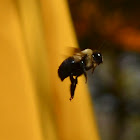 Bumble bee