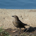 Brewer's Blackbird (female)
