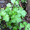 Cilantro