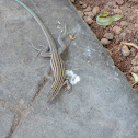 Six-lined racerunner
