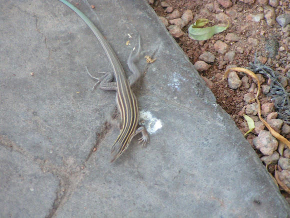 Spotting Image 1