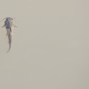 Small Fish