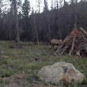 Elk