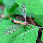 Crane fly