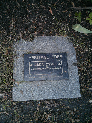Alaska Cypress - Heritage Tree